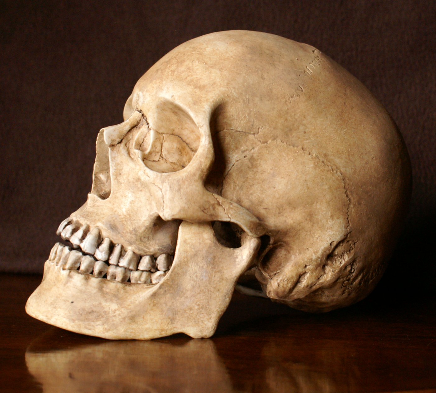 Правильный череп человека